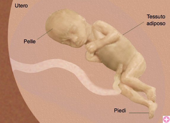 Il feto durante la ventitreesima settimana di gravidanza