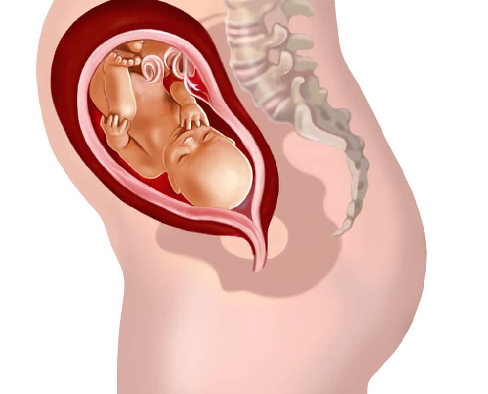 Il feto durante la ventinovesima settimana di gravidanza