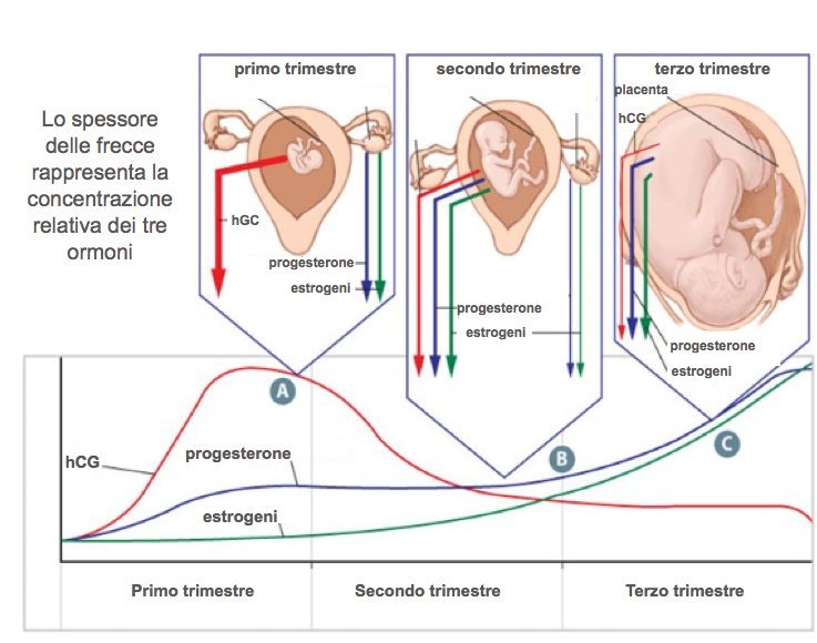 Livelli di hCG, progesterone e estrogeni durante la gravidanza