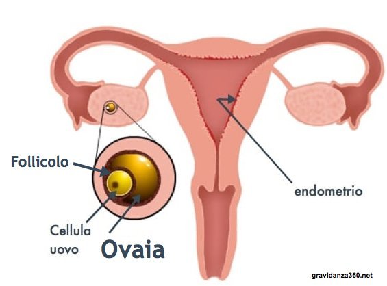 ;endometrio-ovaia-follicolo;
