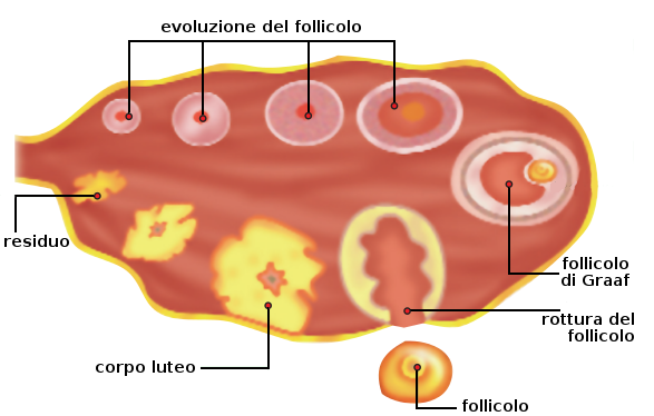 Dopo l'ovulazione, si chiude rapidamente la breccia ovarica, mentre il resto del follicolo si retrae e forma un corpo luteo. 
