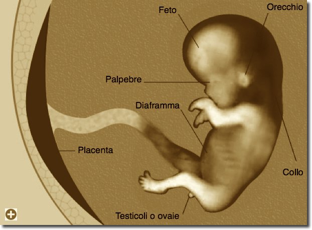 L'embrione durante l'11 settimana di gravidanza