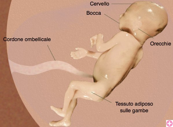 Il feto durante la venticinquesima settimana di gravidanza
