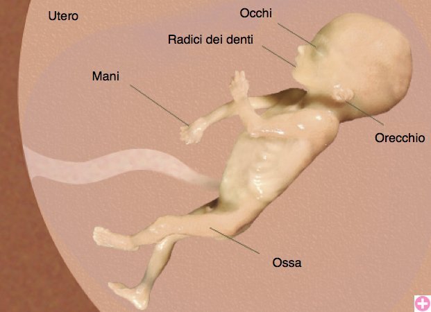 Il feto durante la ventiduesima settimana di gravidanza