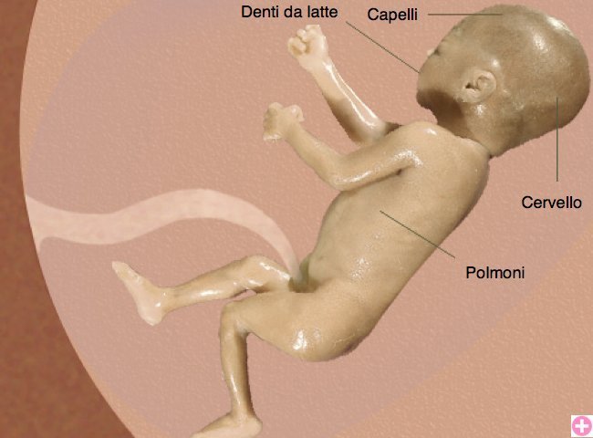 Il feto durante la ventottesima settimana di gravidanza