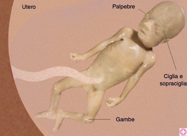 Il feto durante la ventisettesima settimana di gravidanza