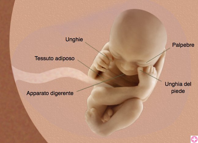 Il feto durante la ventunesima settimana di gravidanza