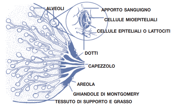 anatomia della mammella
